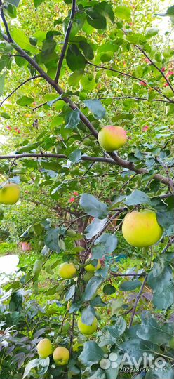 Плоды яблони полукультурка продам