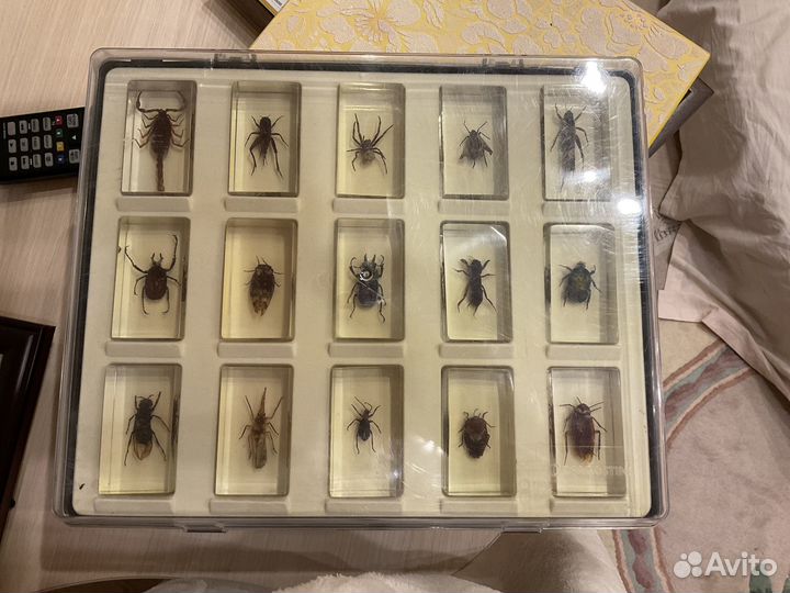 Коллекция Жуков