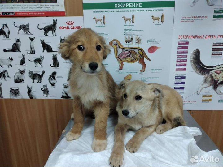 Собака похожая на лисичку в дар 9 мес