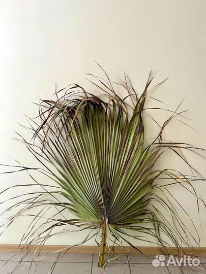 Пальмовые листья