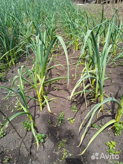 Молодой чеснок