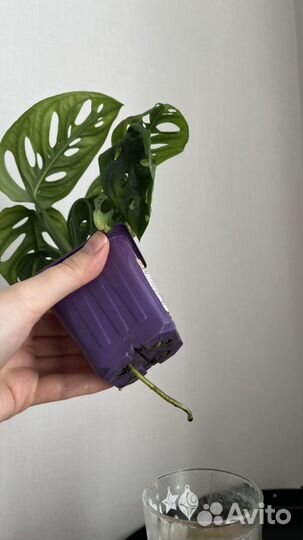 Монстера манки маск