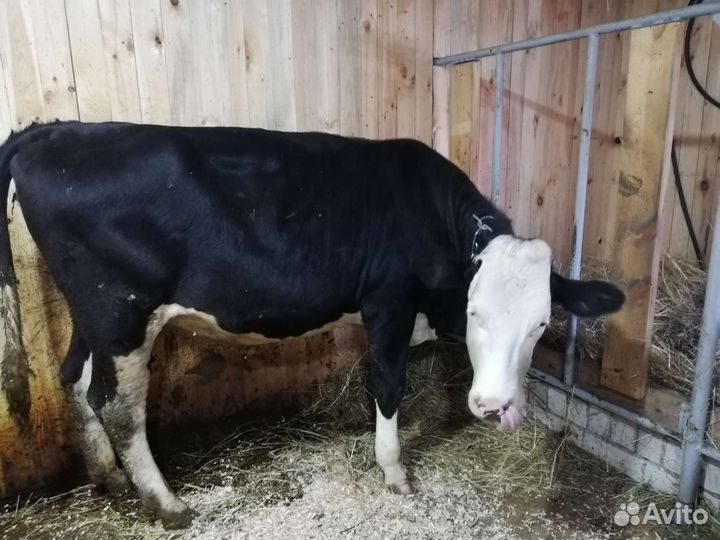 Телка на племя