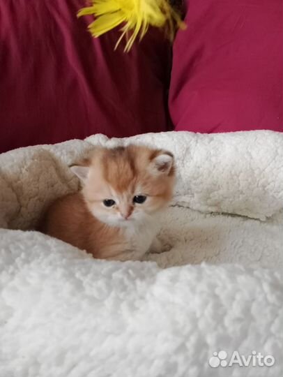 Апельсинки