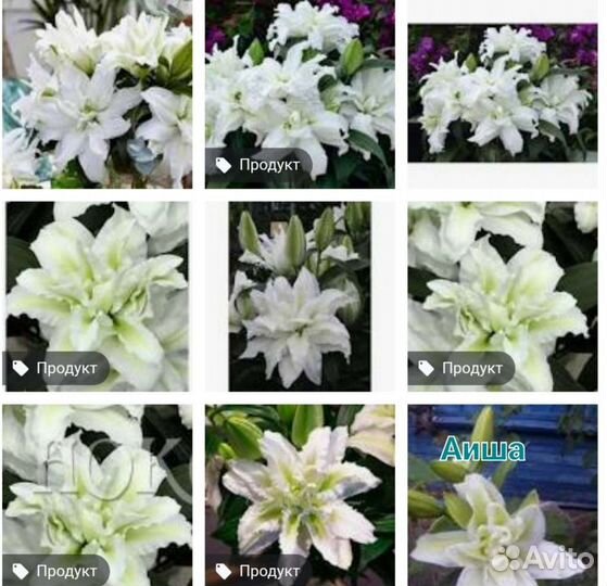 Лилии в Изобилии