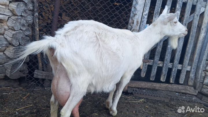 Зааненская дойная коза