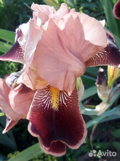Ирисы бородатые