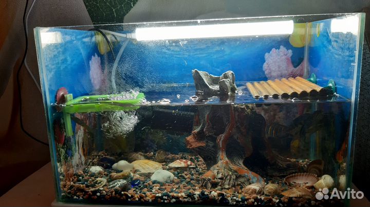 Продаются черепашки