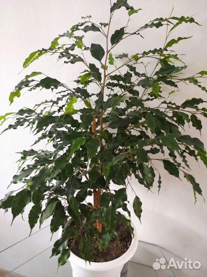 Фикус Бенджамина