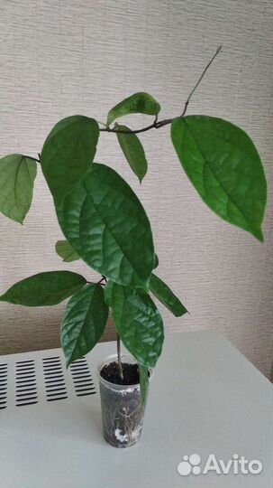 Клеродендрум