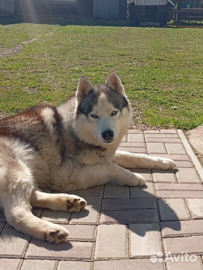 Отдам в добрые руки хаски