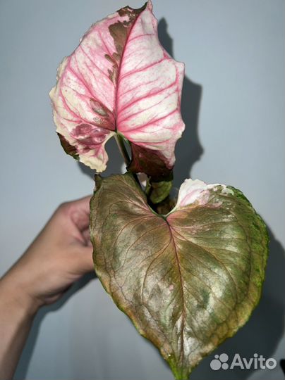 Сингониум Орм Тонг вар, Клубничный лед, Gray Ghost