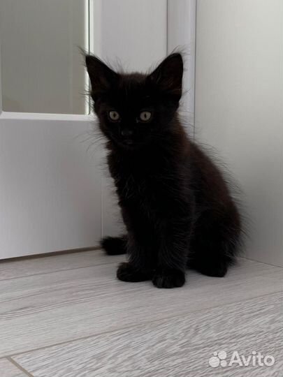 Котята в добрые руки бесплатно