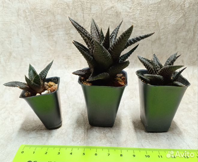 Суккуленты хавортии