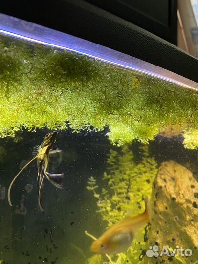 Аквариумное растение