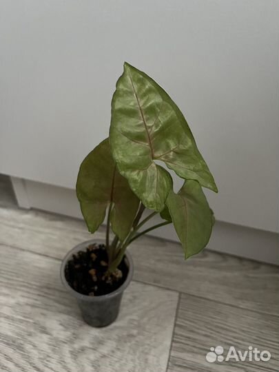 Сингониум pulm allusion