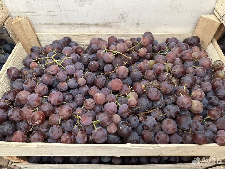 Виноград для вина