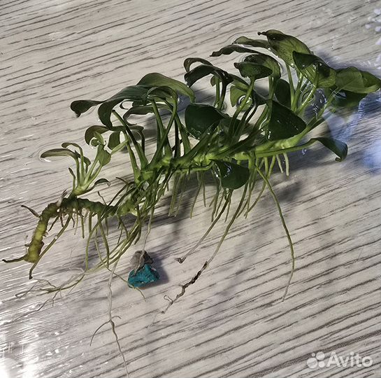 Продам аквариумные растения