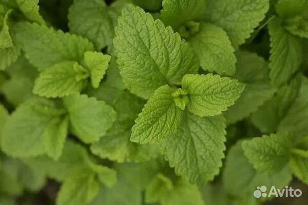 Мята, мелисса, душица