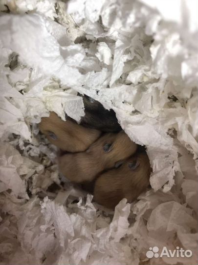 Джунгарский хомяк