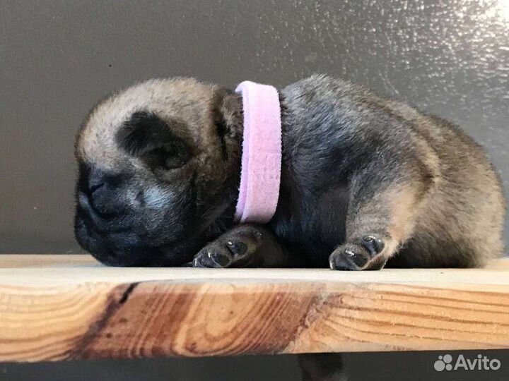 Мопсодетишки