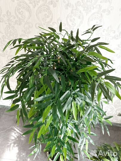 Бамбук искусственный