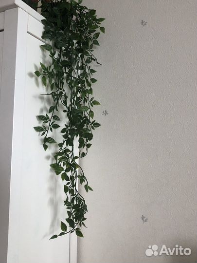 Искусственная зелень, Традесканция