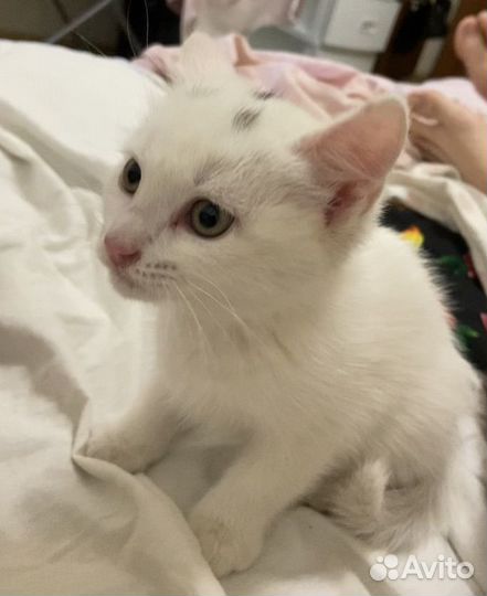 Котенок девочка