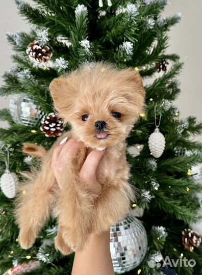 Мальтипу тикап 700 гр