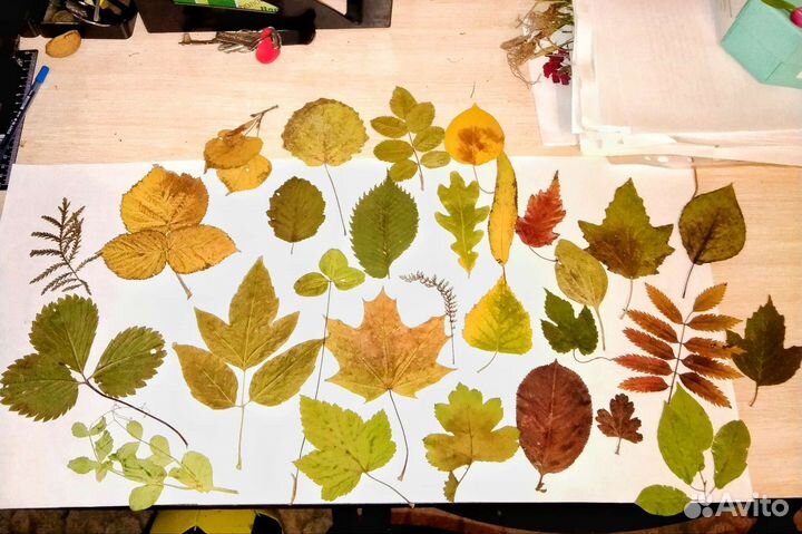 Гербарий школьный ок.Радуга парка