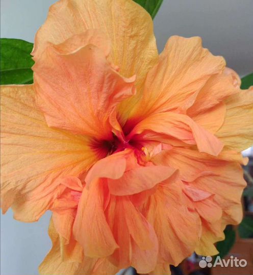 Гибискус комнатный