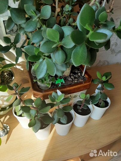 Денежное дерево (толстянка)