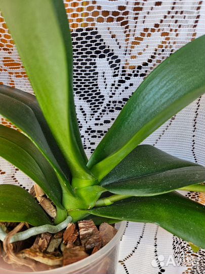 Орхидея фаленопсис 