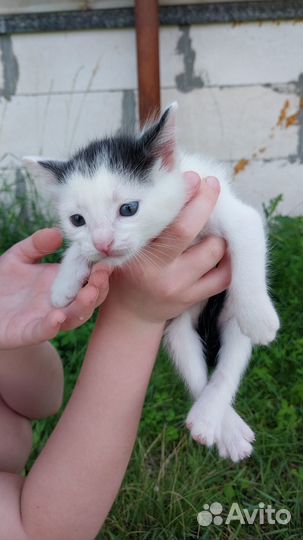 Котики для дома