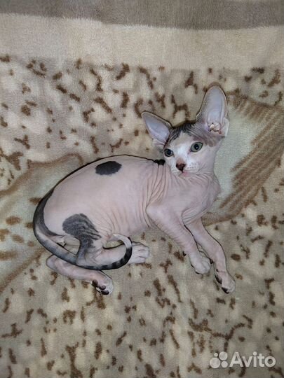 Канадский сфинкс