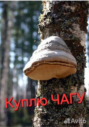 Березовый гриб чага