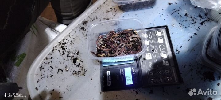 Навозный червь