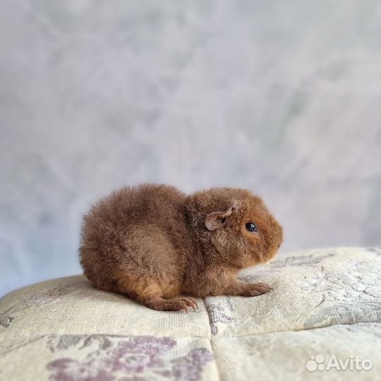 Морские свинки американский тедди девочки