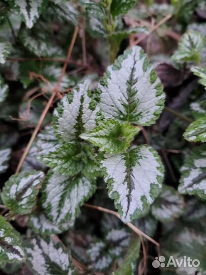 Яснотка зеленчуковая