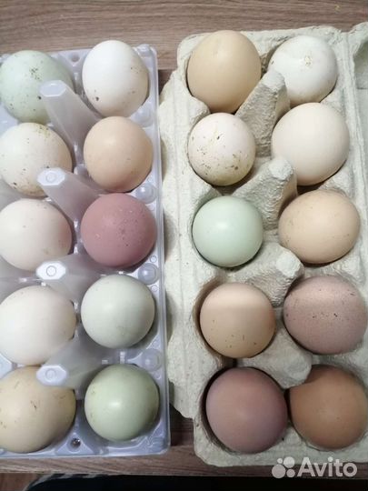 Домашние куриные яйца свежие