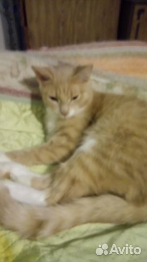 З кота (4 мес. 1 год и 3 года) каст кошка 3 г