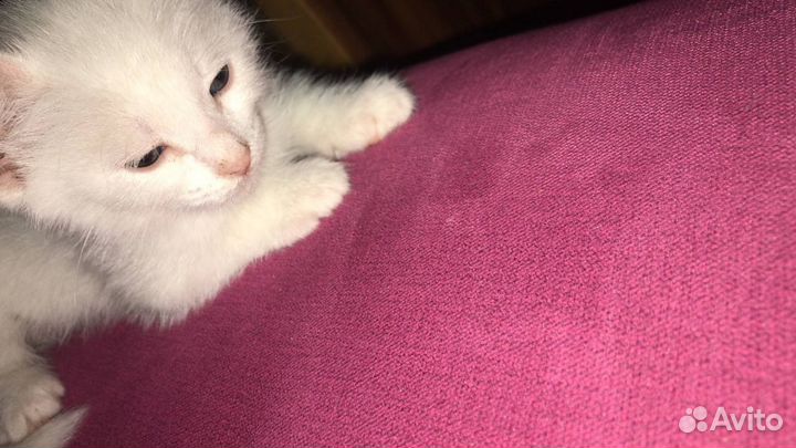 Кошка