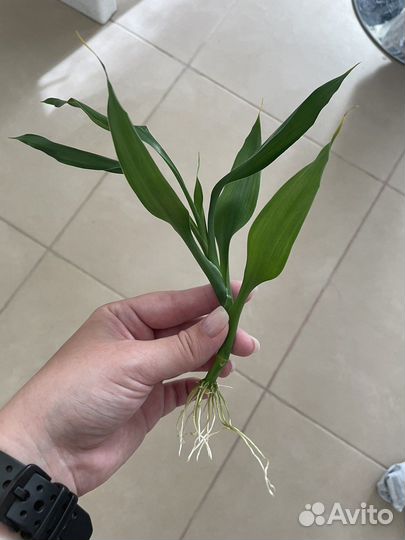 Драцена sandero