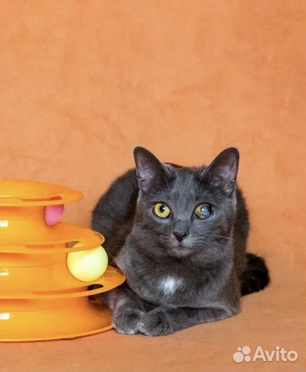 Особенная одноглазая кошка Лилу 11 месяцев в дар