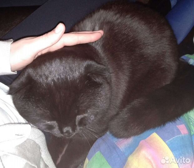 Шотландский кот на вязку