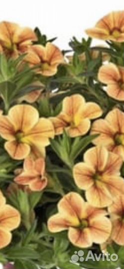 Калибрахоа рассада