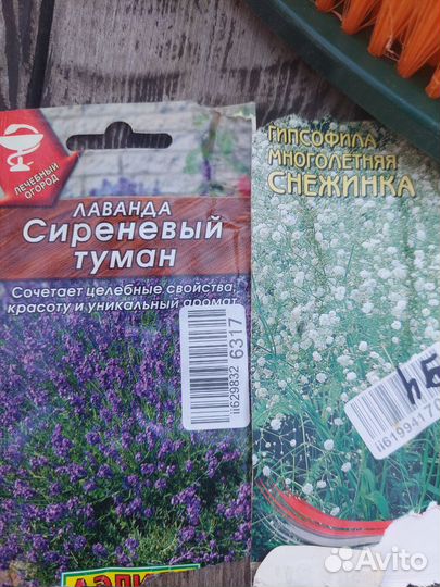 Рассада: лаванда, гипсофила, астра