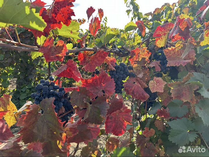 Виноград Молдова