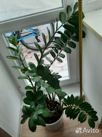 Замиокулькас