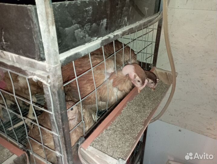 Мясо цветного бройлера